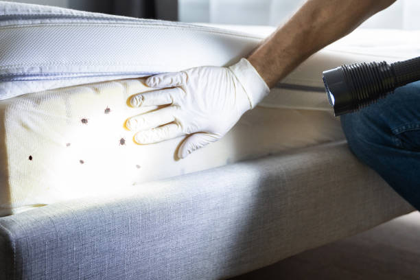 Best Flea Control Services  in Englewood, TN